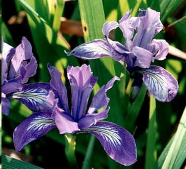 Iris Douglasiana Seeds