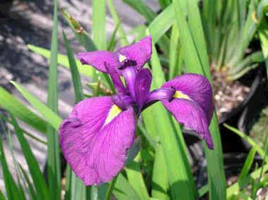 Iris Ensata Seeds (Japanese Iris Seeds)