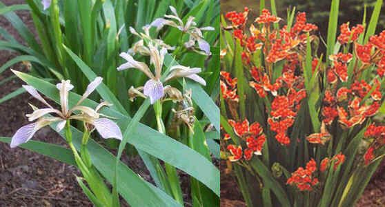 Iris Foetidissima Seeds (Gladwin Iris Seeds)