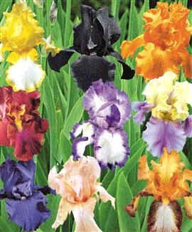 Iris Germanica Hybrids Mix Seeds (Iris Barbata Seeds, Bearded Iris Seeds)