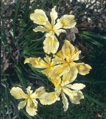 Iris Innominata Seeds