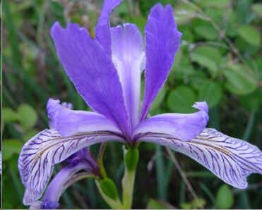 Iris Missouriensis Seeds (Western Blue Flag Seeds)