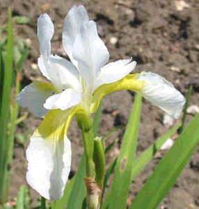 Graines Iris Sanguinea Snow Queen