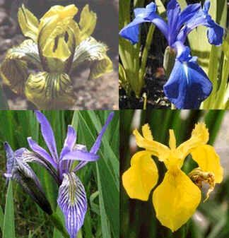 Graines Iris (En Mélange)