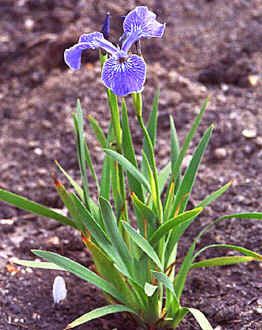 Iris Setosa Seeds