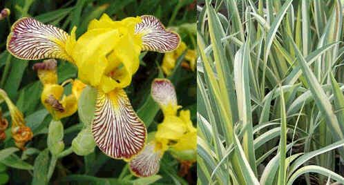 Iris Variegata Hybrids Mix Seeds
