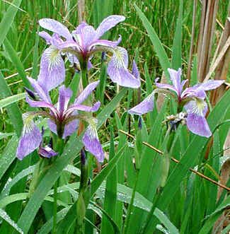Iris Versicolor Seeds (Blue Flag Iris Seeds)