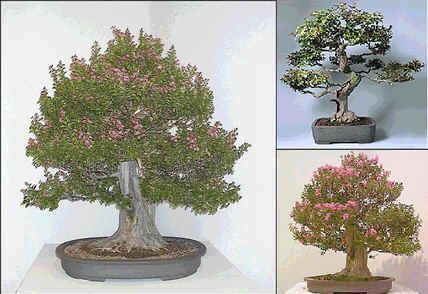 Graines Lagerstroemia Indica (Graines Lilas des Indes)