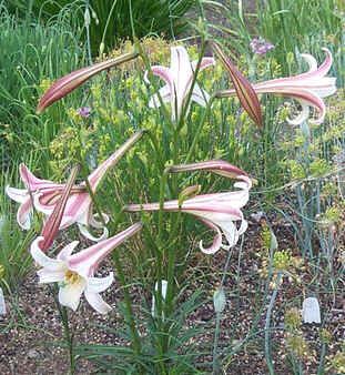 Lilium Formosanum Pricei Seeds (Lily Seeds)