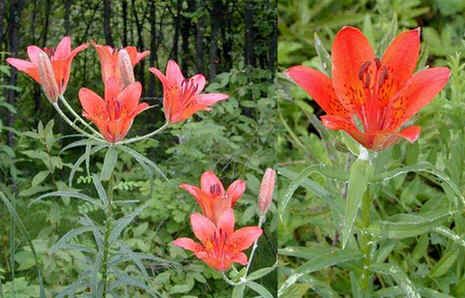 Graines Lilium Pensylvanicum (Graines Lis Pensylvanicum)