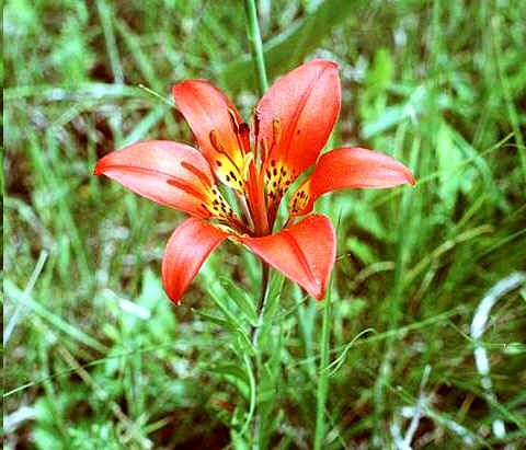 Lilium Philadelphicum Seeds (Wood Lily, Wester Red Lily Seeds)
