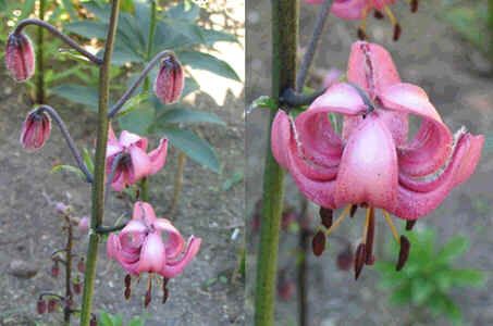 Lilium Martagon Pilosiusculum Seeds (Lily Martagon Pilosiusculum Seeds)