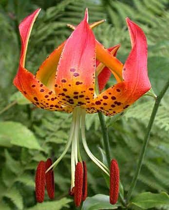 Lilium Superbum Seeds (Turk's-Cap Lily Seeds)