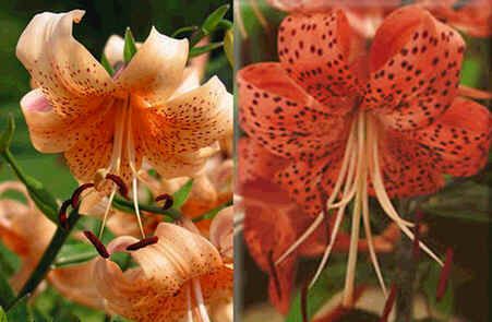 Graines Lilium Tigrinum Hybrides (Graines Lily Lancifolium) (En Mélange)