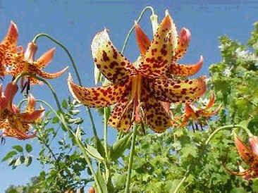 Graines Lilium Canadense (Graines Lis Canadense)