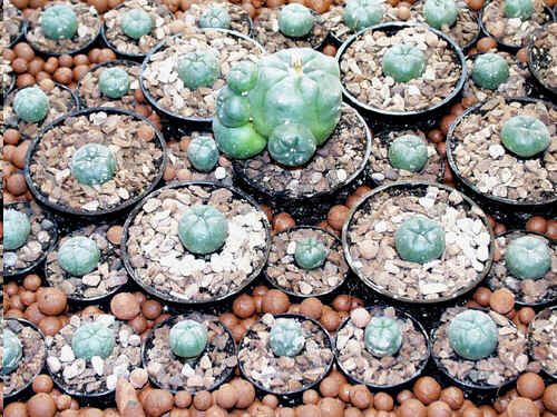 Lophophora Seeds Mix