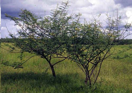 Graines Mimosa Pigra (Graines Arbre Sensitif Géant)