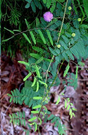 Graines Mimosa Quadrivalvis Nuttallii (Graines Schrankia Quadrivalvis Nuttallii)