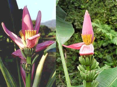 Musa Ornata Seeds (Pink Banana Seeds)