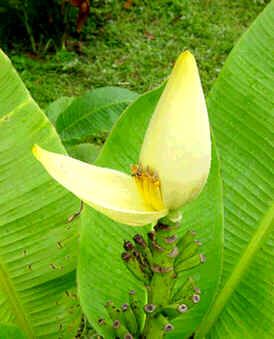 Musa Siamensis Seeds (Yellow Banana Seeds)