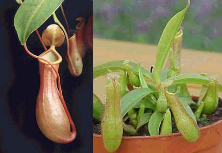 Graines Nepenthes Gracilis (Nepenthes de Basse Altitude)