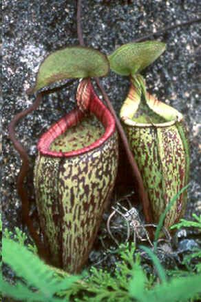 Graines Nepenthes Macfarlanei (Nepenthes de Haute Altitude)