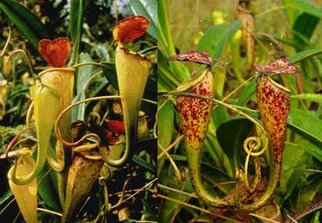 Graines Nepenthes Madagascariensis (Nepenthes de Basse Altitude)