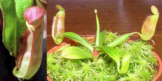 Graines Nepenthes Mirabilis (Nepenthes de Basse Altitude)