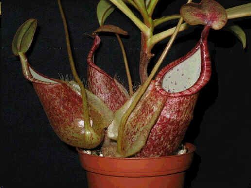 Nepenthes Rafflesiana (Lowland Nepenthes Seeds)