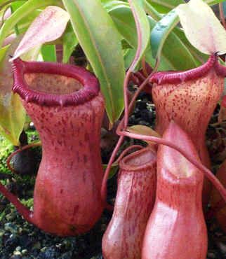 Nepenthes Ventricosa Seeds (Highland Nepenthes Seeds)