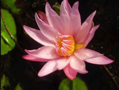 Nymphaea Capensis Pink Seeds(Cape Water Lily Seeds)