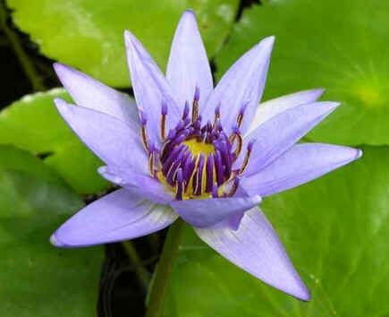 Nymphaea Colorata Blue Seeds (Blue Pigmy Water Lily Seeds)