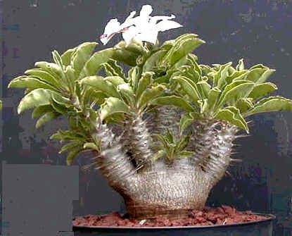 Graines Pachypodium Saundersii (Graines Caudex)