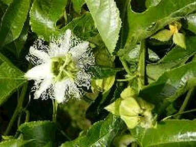 Graines Passiflora Flavicarpa (Passiflore Jaune)