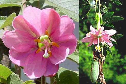 Graines Passiflora Mollissima (Graines Passiflore Tarminiana)