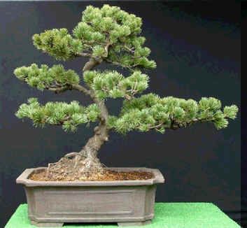 Pinus Armandii Seeds (Chinese White Pine Tree Seeds)