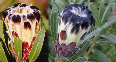 Protea Lepicarpodendron Seeds (Black Beard Sugarbush Seeds)