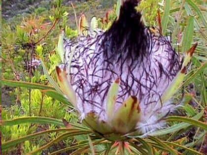 Graines Protea Longifolia (Protea aux Longues Feuilles)