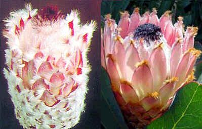 Graines Protea Magnifica (Reine Protea)