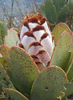 Protea Speciosa Seeds (Brown-beard Sugarbush Seeds)
