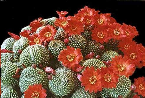 Rebutia Seeds Mix