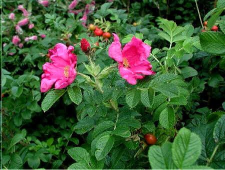 Rosa Rugosa Pink Seeds (Japanese Rose Seeds)