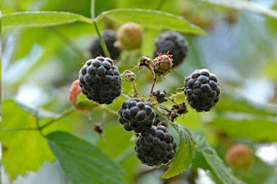 Rubus Leucodermis Seeds (Blackcap Raspberry Seeds, Western Raspberry)