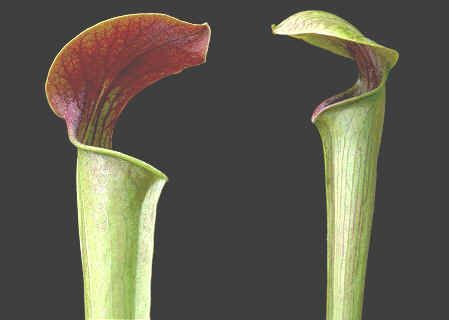 Sarracenia Alata Red Throat Seeds (Pale Pitcher Plant Seeds)