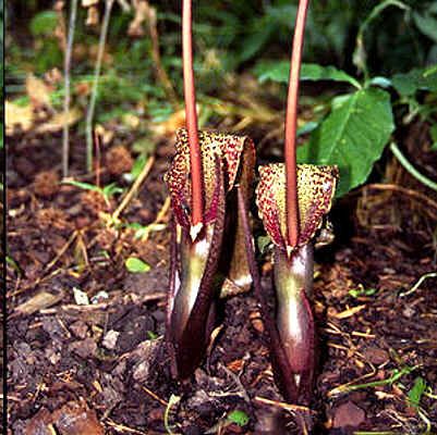 Sauromatum Venosum Seeds (Typhonium Venosum Seeds, Voodoo Lily Seeds)