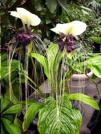 Tacca Integrifolia Nivea Seeds (White Bat Flower Seeds, Cat's Wiskers Seeds)