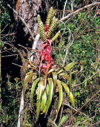 Tillandsia Kalmbacheri Seeds (Bromeliad Seeds)
