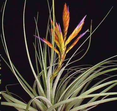 Tillandsia Polita Seeds (Epiphytic Plants Seeds)