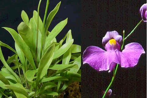 Graines Utricularia Longifolia