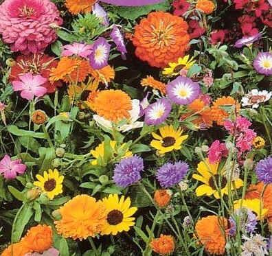 Wildflower Seeds Mix : Low Growing Flower Seeds